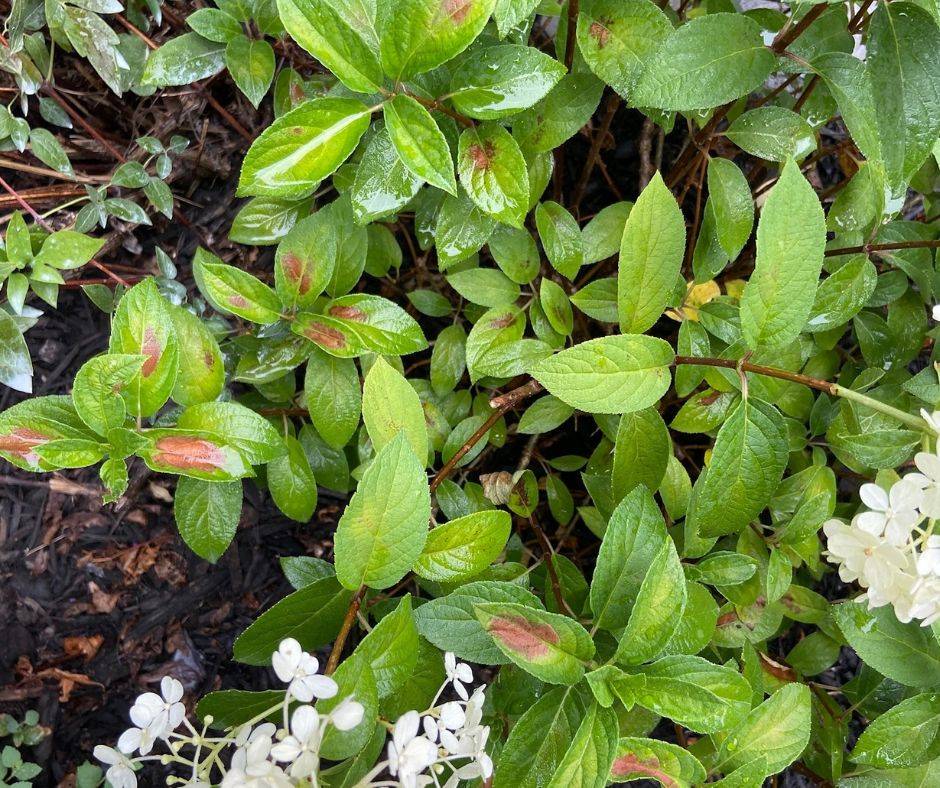 Why Isn't My Hydrangea Blooming? 5 Possible Reasons